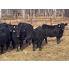 Image 1 : Midpoint Farms - 26 Black Angus X April/May Calving Bred Heifers (Drayton Valley, AB)