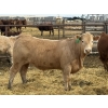 Image 7 : Todd Fraser - 1010# March/April Delivery Steers - 100 Head (Raymond, AB)