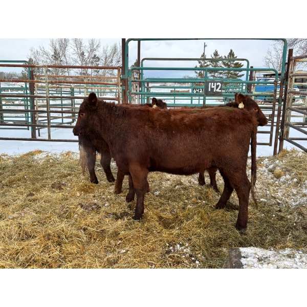 Regehr Land & Cattle - 3 Heifers (Pen 142)