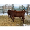 Image 1 : Regehr Land & Cattle - 3 Heifers (Pen 142)
