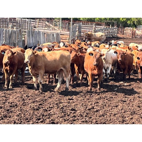 Larnie's Bar 3K Ranch - 730# June Delivery Heifers - 128 Head (Onoway, AB)