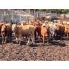 Larnie's Bar 3K Ranch - 730# June Delivery Heifers - 128 Head (Onoway, AB)