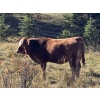 Image 4 : Terry & Dixie Viney/Garth Dorin - 580# October Delivery Heifer Calves - 70 Head (Bearberry, AB)