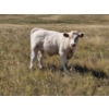 Image 8 : Johnston Ranches - 690# October Delivery Steer Calves - 80 Head (Cereal, AB)