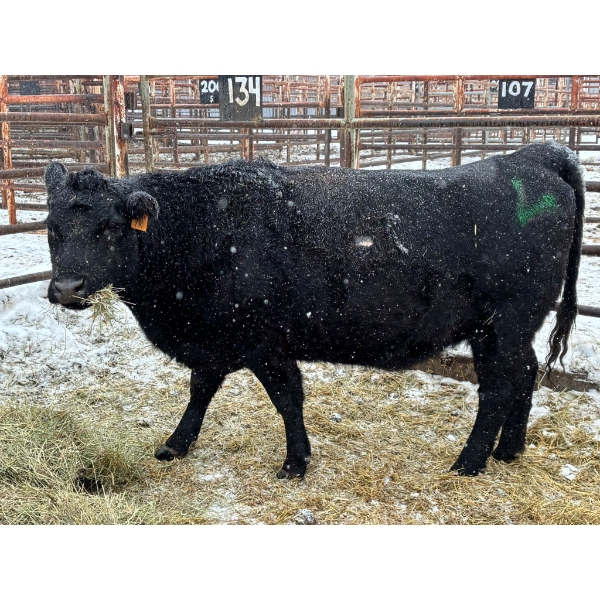 Bradford Little Chief - 1 Heifer (Pen 134)