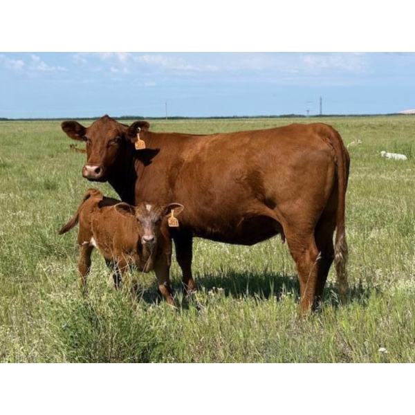 Lee Johnston - 35 Red/Red X Cow/Calf Pairs (Welwyn, SK)