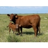 Image 1 : Lee Johnston - 35 Red/Red X Cow/Calf Pairs (Welwyn, SK)