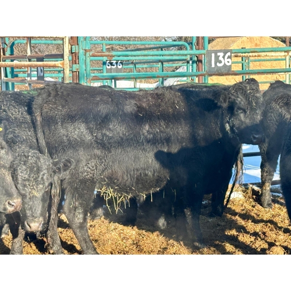 Bettmere Farms - 7 3-4 Year-Old Cows (Pen 136)