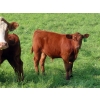 Image 8 : Sentes Farms - 600# October Delivery Steer Calves - 300 Head (Raymore, SK) VBP+