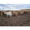 Image 2 : Ripple Rock Ranch - 845# January Delivery Weaned Heifers - 155 Head (Fincastle, AB)