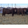 Image 2 : Graham Alexander - 5 Red Young Cows (Pen 407 - 409)