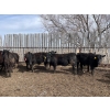 Image 6 : Wade Fewings - 745# April/May Delivery Steers - 77 Head (Pierson, MB) VBP+