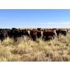 Image 3 : Range 45 Ranch Ltd. - 1000# October Grass Steers - 120 Head (Milden, SK)