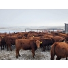 Image 3 : Patzer Ranch Ltd. - 715# December Delivery Weaned Steers - 70 Head (Waldek, SK) VBP+