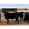 Image 5 : Francis Dyck - 630# February Delivery Heifers - 73 Head (Swift Current, SK)