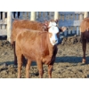 Image 6 : PSV Farms Ltd. - 840# May Delivery Heifers - 60 Head (Enchant, AB)