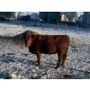 Image 4 : Little Rainbow Ranch - 1150# January Delivery Open Heifers - 40 Head (Moosomin, SK)