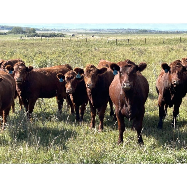 Spring Bank Cattle Co. - 1025# October Delivery Grass Heifers - 72 Head (Springbank, AB)