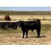 Image 7 : Dar-Lin Ranching - 550# November Delivery Steer Calves - 110 Head (Big Stone, AB)