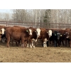 Image 2 : Garth & Theresa Kauppi - 870# November Delivery Weaned Steers - 70 Head (Eckville, AB)