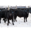Image 5 : D & N Livestock - 900# February Delivery Steers - 68 Head (Peebles, SK)