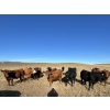 Image 6 : DJC Ranch - 1050# October Delivery Grass Steers - 58 Head (Rabbit Lake, SK)