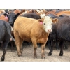 Image 2 : Brandt Boys Inc. - 975# August Delivery Heifers - 65 Head (Tolstoi, MB)