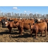 Image 5 : Rob Mossey - 1000# August Delivery Heifers - 120 Head (Vauxhall, AB)