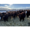 Image 3 : Thorsteinson Land & Livestock Ltd. - 830# January Weaned Steers - 72 Head (Foam Lake, SK)
