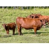 Image 9 : Black Diamond Land & Cattle (Rocky Mountain Ranch) 580# November Delivery Steer Calves - 105 Head 
