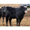 Image 9 : Habraken Farms Ltd. - 825# March Delivery Heifers - 76 Head (Scandia, AB)