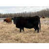 Image 7 : C & L Livestock - 32 Black Mature 3-Way Pairs (Edam, SK) VBP+