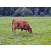 Image 6 : Brady Ranches - 740# October Delivery Steer Calves - 15 Head (Heffley Creek, BC)