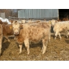 Image 9 : Winn Man Farms - 720# March Delivery Heifers - 254 Head (Winnipegosis, MB)
