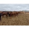 Image 8 : Chipping Hill Cattle Co. - 525# May Delivery Heifers - 65 Head (MacGregor, MB)