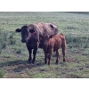 Image 12 : Garvin Kostal - 625# November Delivery Steer Calves - 95 Head (Spring Valley, SK)
