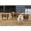 Image 3 : Winn Man Farms - 720# March Delivery Heifers - 254 Head (Winnipegosis, MB)