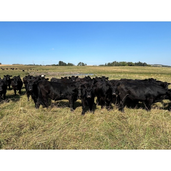 Tony Groenewoud - 1100# September Delivery Grass Steers - 335 Head (Turtleford, SK)