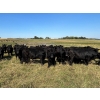 Image 1 : Tony Groenewoud - 1100# September Delivery Grass Steers - 335 Head (Turtleford, SK)