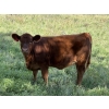 Image 2 : Les & Sharlene Bjorge - 540# October Delivery Heifer Calves - 35 Head (Eckville, AB)