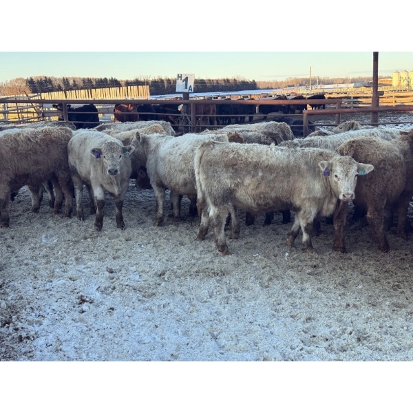 Jubilee Farms Ltd. - 785# January Weaned Steers - 146 Head (Westlock, AB)