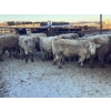 Image 1 : Jubilee Farms Ltd. - 785# January Weaned Steers - 146 Head (Westlock, AB)