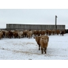 Image 4 : Four Harts Cattle Co. - 1000# March Delivery Steers - 83 Head (Vermilion, AB)
