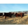 Image 4 : Birkenhagen Farms - 880# January Delivery Steers - 51 Head (Carrot Creek, AB) VBP+