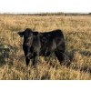 Image 9 : Jordan & Kelli Hoopfer - 660# November Delivery Steer Calves - 90 Head (Gadsby, AB)