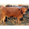Image 6 : Hockridge Farms Ltd. - 770# March Delivery Heifers - 156 Head (Dauphin, MB)