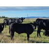 Image 4 : CC Farming Company - 680# October Delivery Steer Calves - 170 Head (Cayley, AB)