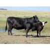 Image 2 : Darren Wagner - 550# November Delivery Steer Calves - 100 head (Leader, SK)