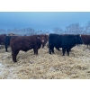 Image 7 : Chris Bartel - 1025# February Delivery Steers - 60 Head (Fort Vermilion, AB)