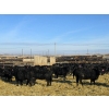 Image 13 : Cattlewood Farms Ltd. - 780# February Delivery Heifers - 156 Head (Vauxhall, AB)